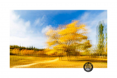 50x60 Otoño en amarillo