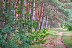 paisajes-13