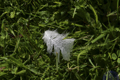 verde-2