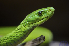 verde-4