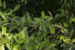 verde-6