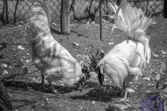 Exposicion-Blanco-Negro-final-6