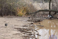 60x50_Maricruz_RAICES6principal25