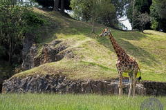 60x50__CORO_ELEGANCIA-ALTIVAprincipal25