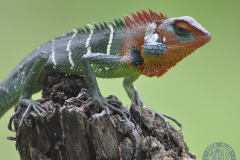 60x50_rosa_LAGARTIJA-MULTICOLOR_SRI-LANKA-2principal25