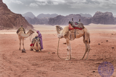 70x50_conchi_P1220473-camellos-70x50-Sandraprincipal25