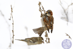 70x50_roberto_gorriones-en-la-nieveprincipal25