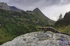 50x70_FErnandoPicon_3_dragon-de-fuegotprincipal26