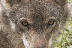 50x70_Jose-Ignacio-Arribas-Tome_lobo-ibericotprincipal26