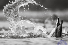 60x50_Cristina-Duran-Aparicio_Zambullidatprincipal26