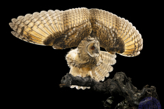 60x50_JoseMariaCampoyRivas_BUHO-CHICOtprincipal26