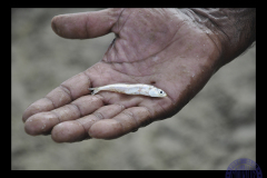 60x50_Rosa-Robles_Pezquenintprincipal26