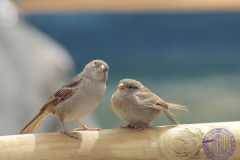 70x50_Rosario-Cob-Lopez_Volarastprincipal26