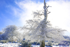 50X40_Roberto_Gonzalez_Alonso_Haya-en-Izondobajocero