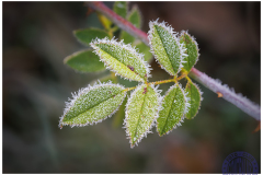 50X40_campoy_67_9626_apil-VALENCIAbajocero