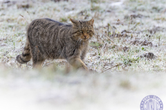 50x40_Fran-Arribas_-Bajo-cerobajocero