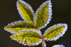 50x40_Jose-Anotnio-Renedo_Bajo-Cerobajocero