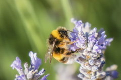 40x50_Cristina-Duran_Macromacro