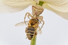 40x50_Fran-Arribas_Macromacro