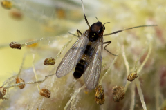 40x50_JARENEDO-Macromacro