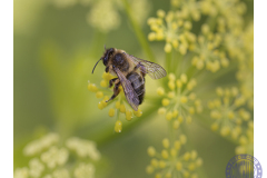 50x40_Ana_Abeja-melera-libando-en-flor-de-apio-caballar50x40macro