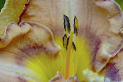50x40_Angeles-Cabezas_Macro_medida-okmacro