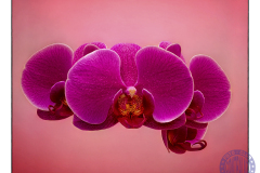 50x40_Campoy_macro
