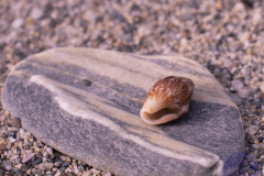 50x40_Maricruzmacro