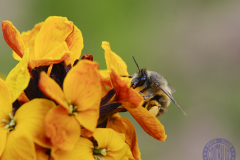 50x40_Sandra-Casado-Martinez_Macromacro