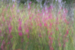 40x50_joseignacioarribastome_huertojardin-3IMC